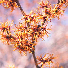 Plant Photo 10