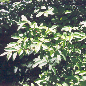 Plant Photo 9