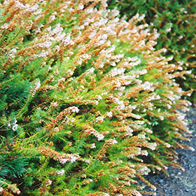 Plant Photo 3