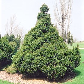 Plant Photo 1
