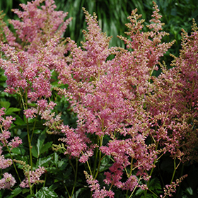 Plant Photo 2