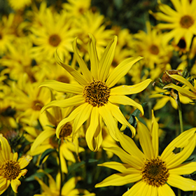 Plant Photo 6