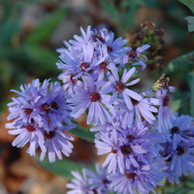 Plant Photo 9