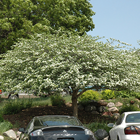 Plant Photo 6