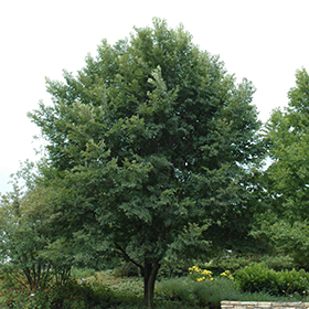 Plant Photo 4