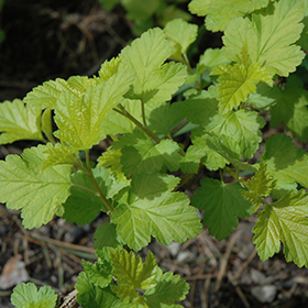 Plant Photo 6