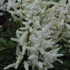 Plant Photo 5