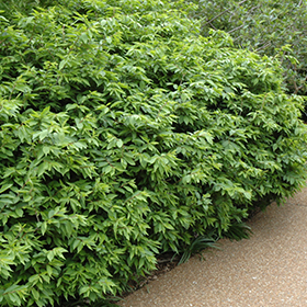 Plant Photo 9
