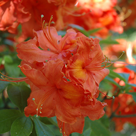 Plant Photo 4