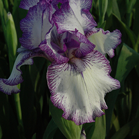 Plant Photo 7