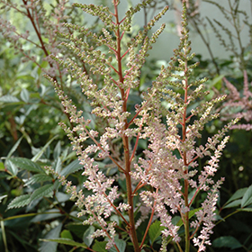 Plant Photo 10