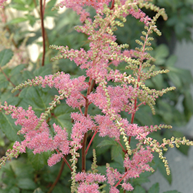 Plant Photo 3