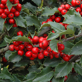 Plant Photo 4