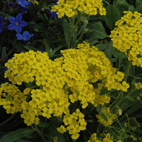 Plant Photo 6