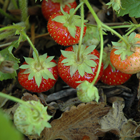 Plant Photo 8
