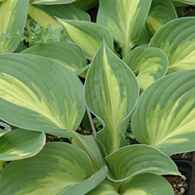 Plant Photo 9