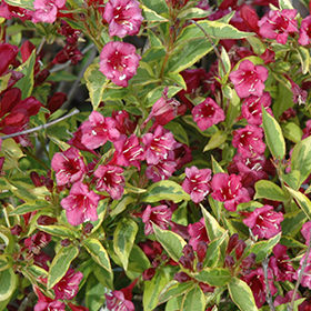 Plant Photo 2