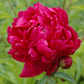 Plant Photo 6
