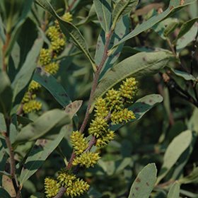 Plant Photo 8
