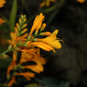 Plant Photo 3