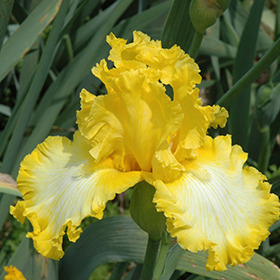 Plant Photo 1