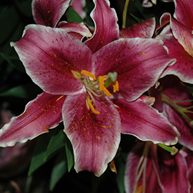 Plant Photo 2