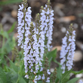 Plant Photo 2