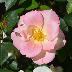 Plant Photo 5