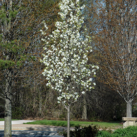 Plant Photo 4