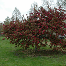Plant Photo 1