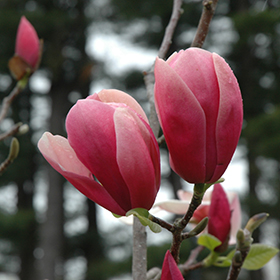 Plant Photo 2