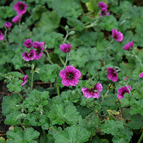 Plant Photo 6