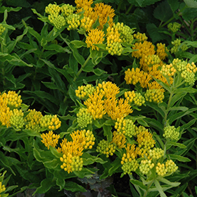 Plant Photo 9
