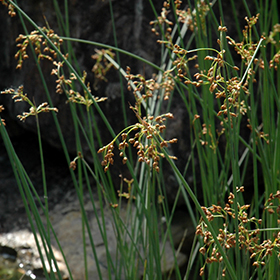 Plant Photo 5