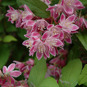 Plant Photo 1