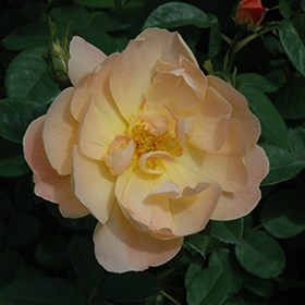 Plant Photo 8