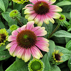 Plant Photo 1
