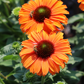 Plant Photo 5