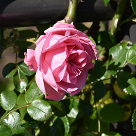 Plant Photo 8