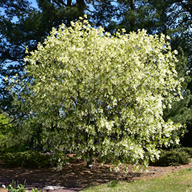 Plant Photo 5