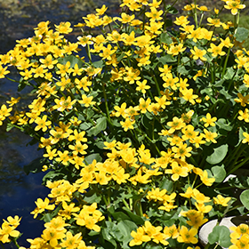Plant Photo 5