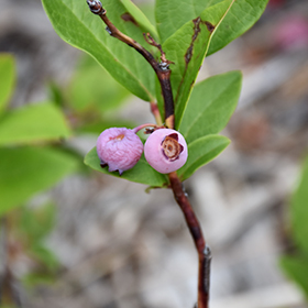 Plant Photo 5