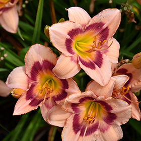 Plant Photo 4