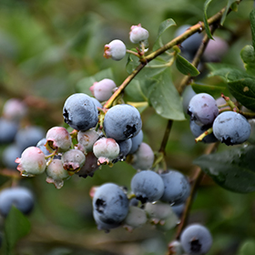 Plant Photo 8