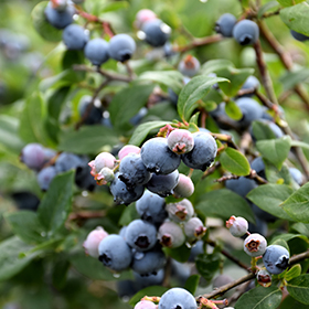 Plant Photo 9