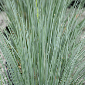 Plant Photo 1