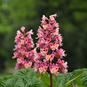 Plant Photo 9
