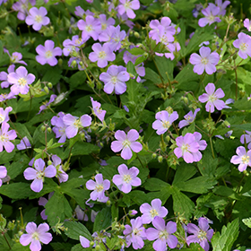 Plant Photo 2
