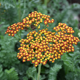 Plant Photo 3