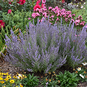 Plant Photo 5